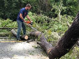 How Our Tree Care Process Works  in  Moapa Valley, NV